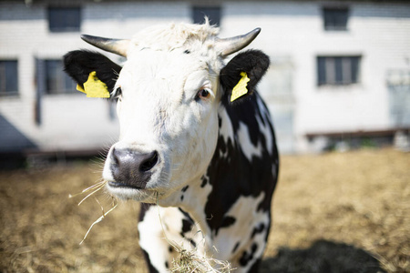 一头黑白斑点牛的特写镜头，有角，吃干草。农村农场围场上的牛。