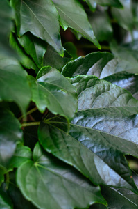 一种健康植物的深绿色闪亮茂盛的叶子。饱和光滑的叶子。自然背景。选择性聚焦。特写