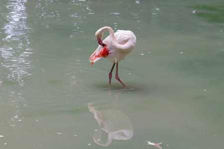 Environmental protection, zoo. Flamingo in a green pond. 