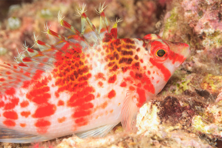自然 暗礁 野生动物 旅行 环境 动物 特写镜头 斐济 水下
