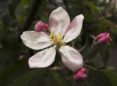 Apple tree flower 