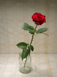 开花 植物 玫瑰 季节 植物区系 在室内 盛开 罐子 花的