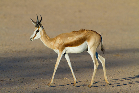 动物园 自然 沙漠 跳羚 肖像 动物群 行走 野生动物 非洲