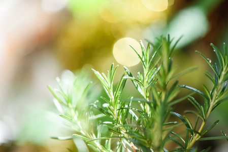 种植在花园里的有机迷迭香植物提取精华