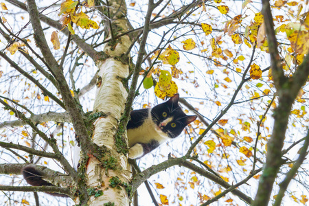 秋天坐在白桦树上的黑白猫