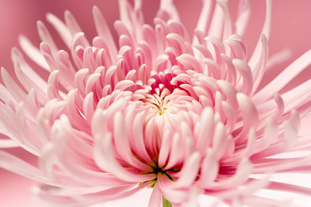 不规则剪裁 粉红色 菊花 开花 盛开 植物区系 花园 颜色