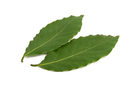 bay leaf isolated 