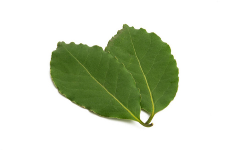 bay leaf isolated 