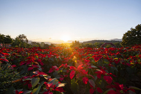 Landscape red poinsettia in the garden with sunset and mountain 