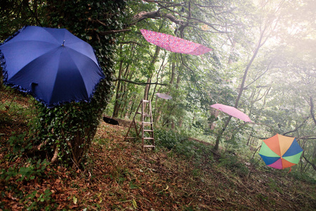 自然 旅行 气象学 奇怪的 旅游业 雨伞 风景 梯子 森林