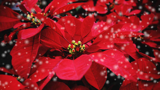 Red poinsettia in the garden with black background  Poinsettia 