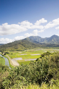 自然 农业 山谷 旅游业 夏威夷 蓝天 哈纳雷 农场 情景