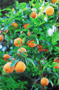 颜色 生长 植物学 果园 太阳 植物 夏天 花的 开花 季节