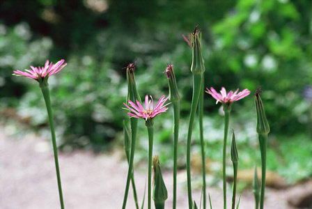 花的 园艺 植物区系 生长 太阳 鲑鱼 野花 颜色 自然