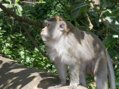巴厘岛乌布附近的木头上的猴子