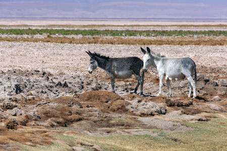 智利阿塔卡马盐滩上的野驴