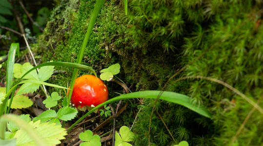 绿草中的红色小蘑菇鹅膏菌
