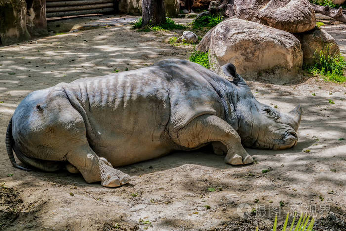 犀牛或犀牛睡在地上的特写镜头
