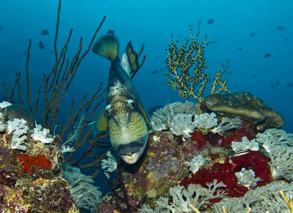 动物园 自然 暗礁 水下 动物 珊瑚 日光 野生动物 动物群