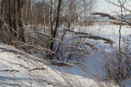 寒冷的 木材 美丽的 场景 季节 美女 风景 冬天 环境