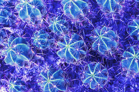 小仙人掌流行色银河蓝色特写俯视图,时尚背景.色调照片