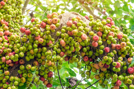 榕树果又名无花果,是野生动物的主要食物之一.照片