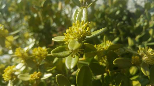 Closeup view of green leaves in the spring season. 