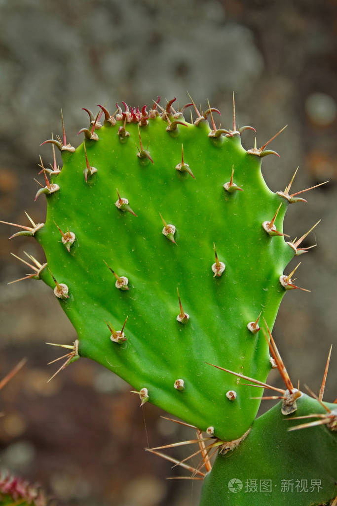 耳仙人掌仙人掌印度