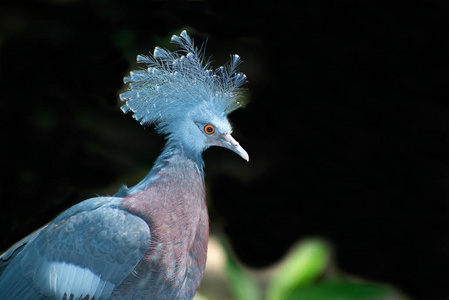 Victoria Crowned bird Goura victoria, head profile with dark b