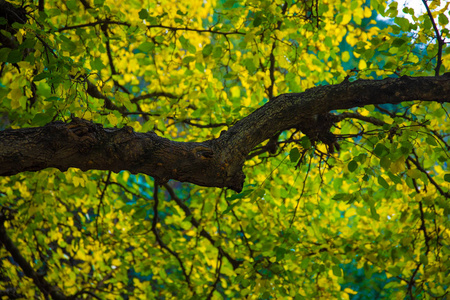 春天 落下 森林 秋天 木材 环境 场景 阳光 美丽的 生态学