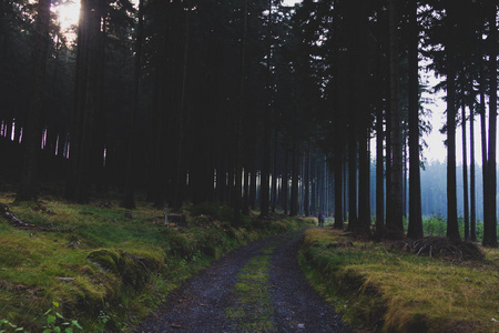 徒步旅行的人走在美丽的绿色森林里