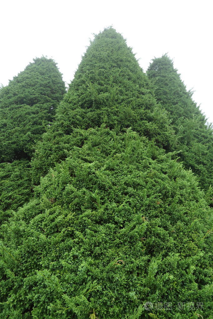 大自然中的青松