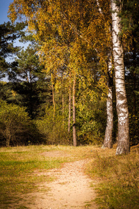 Path by birches in the autumn forest. 