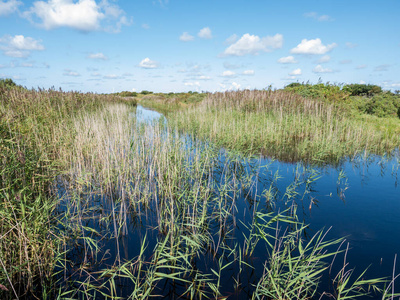 宾内克费尔德斯基尔蒙尼库格的宾嫩克费尔德沼泽中的芦苇池塘照片
