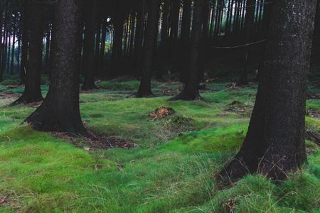 徒步旅行的人走在树根茂密的森林里