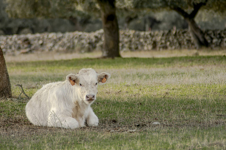 农场 宝贝 农田 牛奶 草地 土地 农业 生产 小牛 兽群