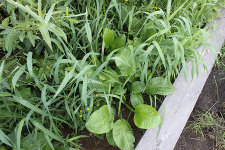 颜色 环境 露水 纹理 春天 植物 植物学 美女 特写镜头