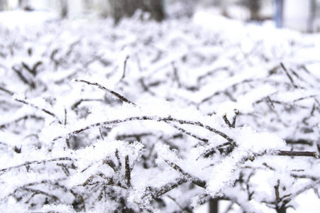 冰雪覆盖在树木和灌木的冰冻树枝上，自然冬季背景