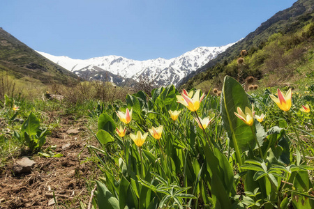 天山峡谷哈萨克斯坦天山山麓的黄色郁金香,春天的意境照片