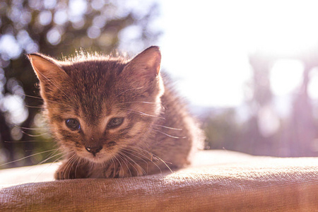 宠物 动物 美丽的 肖像 猫科动物 斑猫 自然 眼睛 基蒂