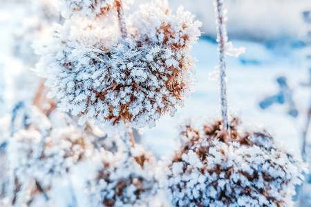 白霜 十一月 初霜 花园 特写镜头 植物 冻结 冬天 圣诞节
