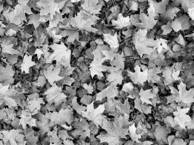 背景是灰色的叶子.地上的叶子是干的.灰色的叶子覆盖着表面照片