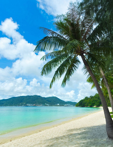 椰子 旅行 风景 夏天 假日 海景 加勒比 棕榈 假期 海岸