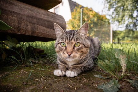 夏天，猫坐在草地上看着相机。