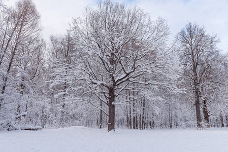 领域 公园 冬天 圣诞节 天空 季节 自然 场景 风景 寒冷的