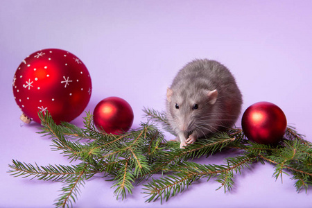 Charming pet. Decorative rat Dumbo with lilac background. Branch