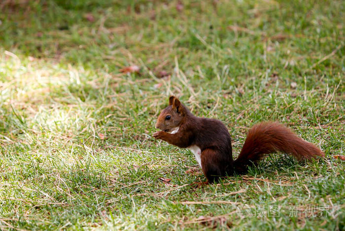 寻找食物的松鼠