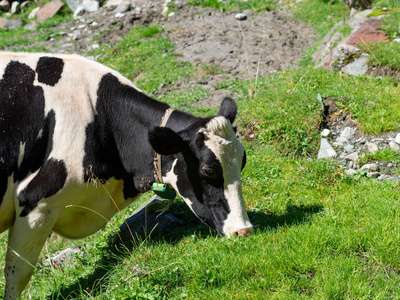 山上牧场上的奶牛图片