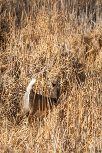 科罗拉多 哺乳动物 巴克 落下 动物 野生动物 车辙 秋天