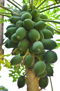 番木瓜木瓜或木瓜是番木瓜科植物木瓜属中公认的22种木瓜之一。